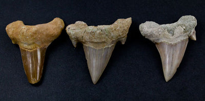 Fossil Otodus Shark Tooth