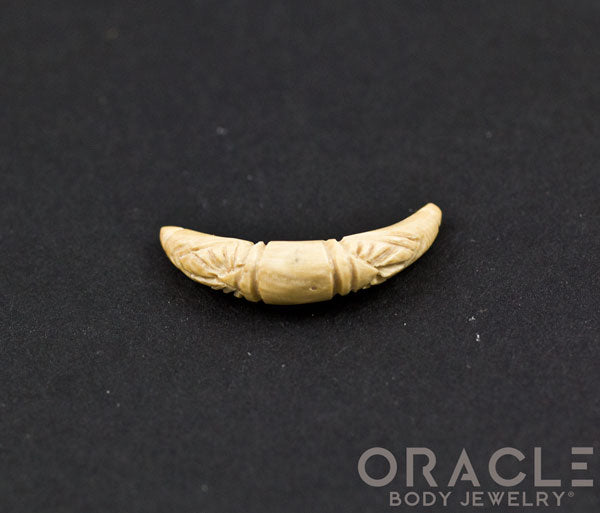 4g Fossilized Mammoth Ivory Septum Tusk
