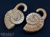 00g (9.5-10mm) Fossilized Mammoth Ivory Ammonites