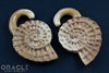 7/16" (11mm) Fossilized Mammoth Ivory Ammonites