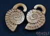 7/16" (11mm) Fossilized Mammoth Ivory Ammonites