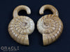 7/16" (11mm) Fossilized Mammoth Ivory Ammonites