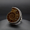 Sterling Silver Ammonite Ring Size 9