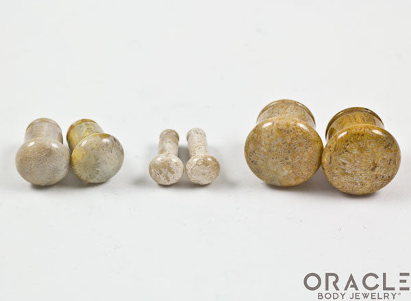 Fossilized Coral Single Flare Plugs